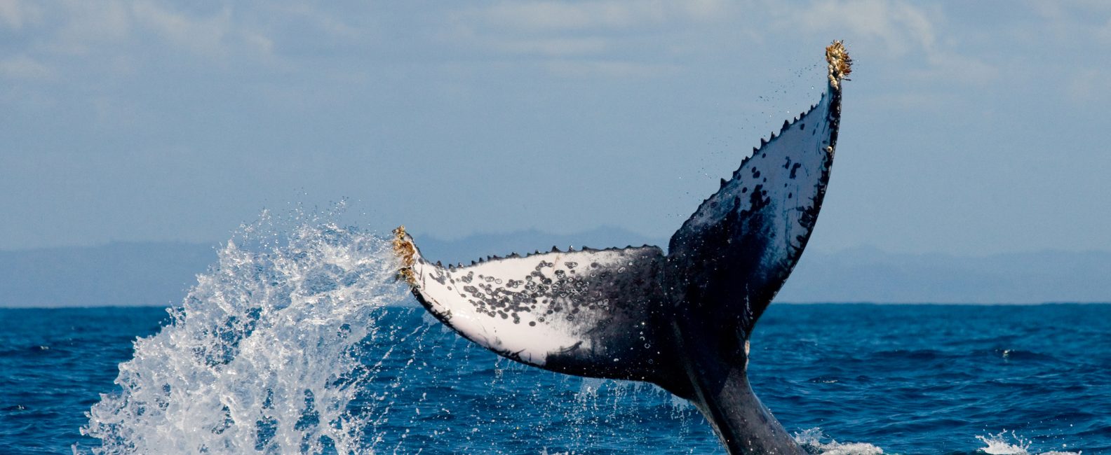 guayabitos_whale_watching