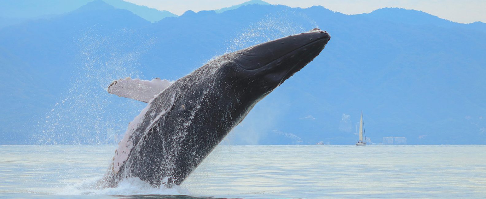 ballena puerto vallarta